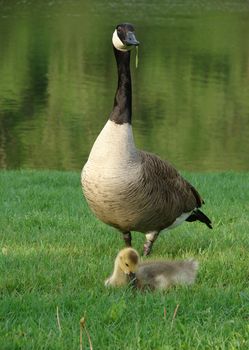 Goose watching over it baby by a river