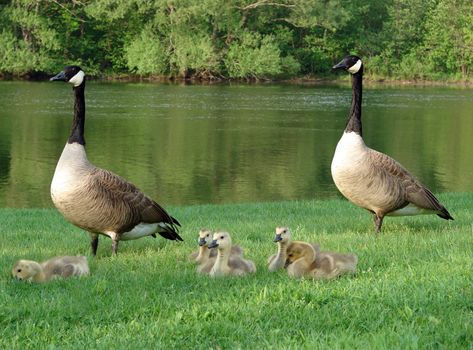 Two geese and their babies by a river