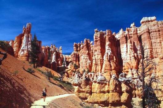 Bryce Canyon National Park is a national park located in southwestern Utah in the United States. Contained within the park is Bryce Canyon. Despite its name, this is not actually a canyon, but rather a giant natural amphitheater created by erosion along the eastern side of the Paunsaugunt Plateau. Bryce is distinctive due to its geological structures, called hoodoos, formed from wind, water, and ice erosion of the river and lakebed sedimentary rocks. The red, orange and white colors of the rocks provide spectacular views to visitors.