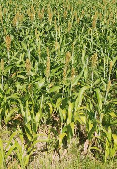 Sorghum crop 