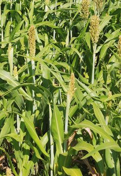 Sorghum crop 