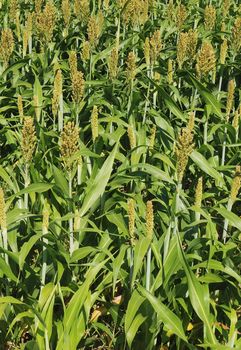 Sorghum crop 