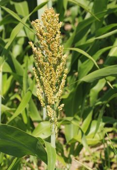 Sorghum crop 