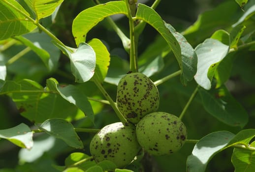 walnut 