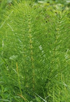 Common Horsetail