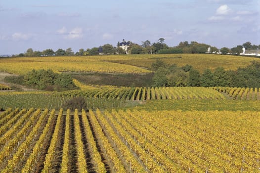 Vineyard in France