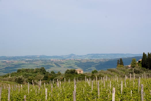 Sun-bathed vineyard in Tuskanian hills
