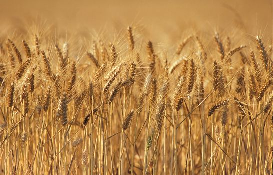 Wheat