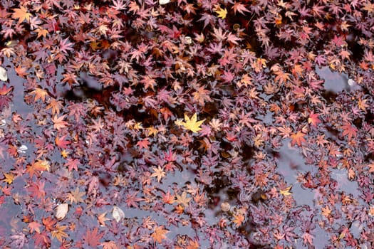 Maple leaves in water in an autumn Japanese park
