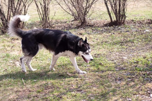 A walking black and white husky in the park
