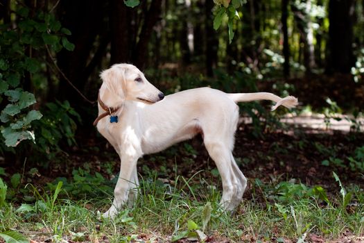 A standing saluki pup in a forest 
