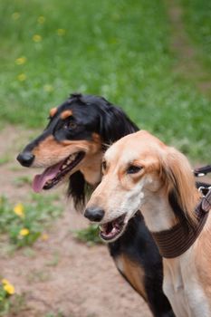 A portrait of two young salukies
