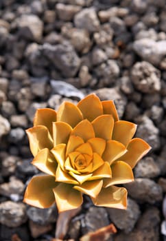 Beautiful yellow flower on the rocky background