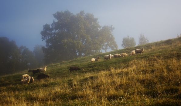 An image of some sheep in the golden light