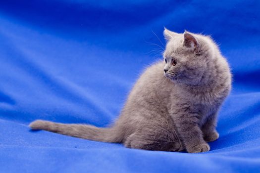 A yellow-eyed British shorthair blue kitten on blue background
