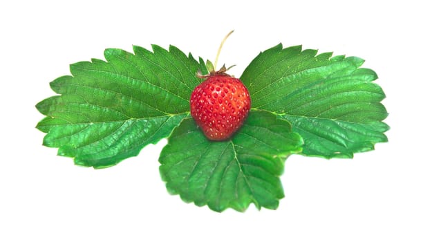 juicy wild strawberry on green sheet it is isolated on white background