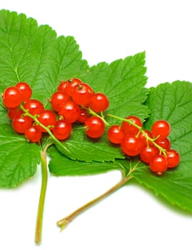 red currant with green leaves on white background