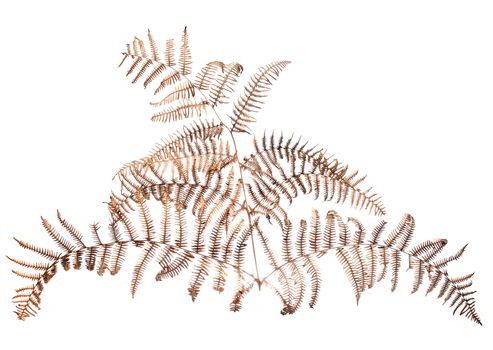 Dead fern leaf isolated on white background.