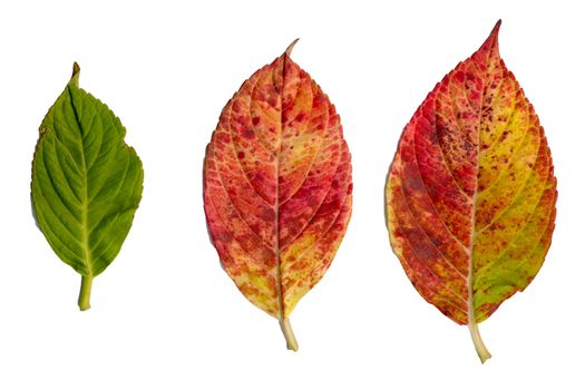 Hydrangea leaves isolated on white background.