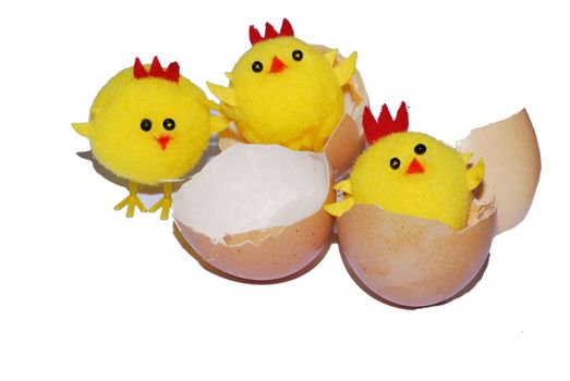 chicks hatching