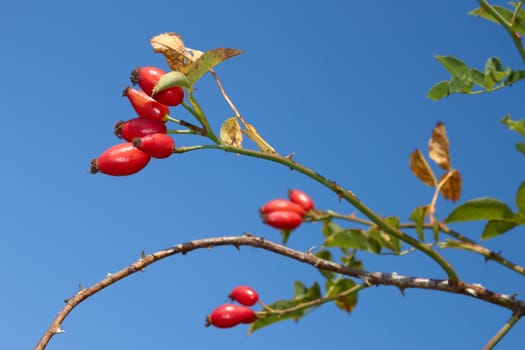 Branch with ripe red sweetbrier berries hanging on the bush, against the blue sky. Early autumn