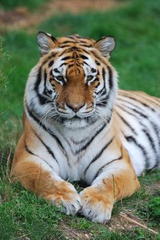 amur tiger lying down