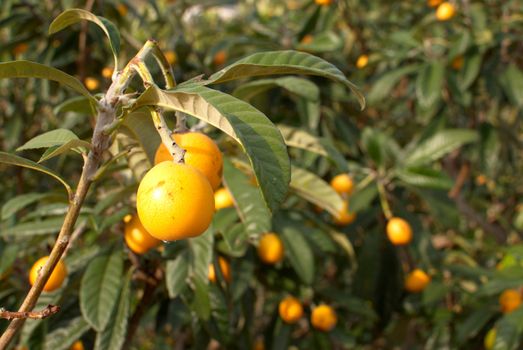 A tree full with ripe loquats ready to pick