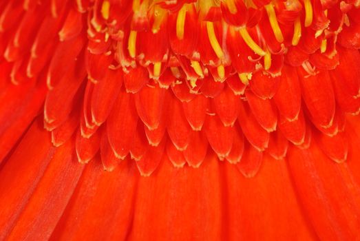 Close up of chrysanthemum