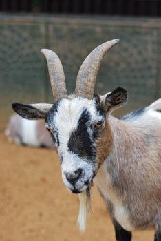 African goat looking at camera