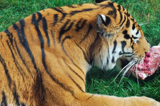 Amur tiger eating meat