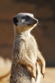 Meerkat standing guard