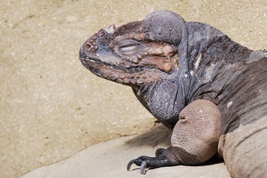 Lizard head on rock