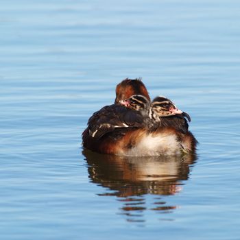 While perched on their mother's back, two grebe chicks, each looking in the opposite direction, nestle safely as if on a leisurely tour while mother grebe paddles them about on the lake;  slavonian grebe is only grebe species that breeds in Iceland; 
