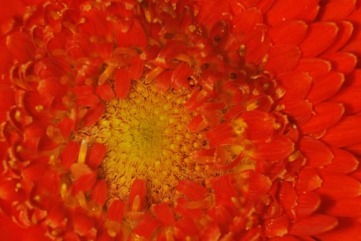 Close up of chrysanthemum