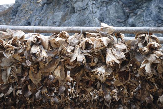 Stockfish beeing dried in Lofoten.
