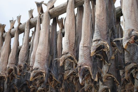 Stockfish beeing dried in Lofoten, Norway.