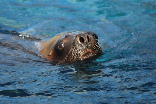 Sea lion swimming