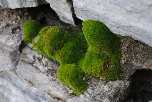 Moss in a stone wall.