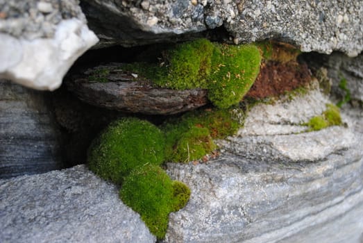 Moss in a stone wall.