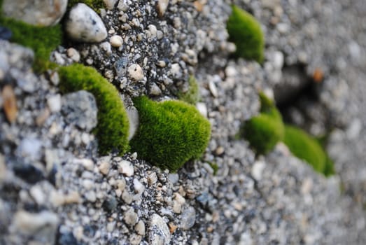 Moss in a stone wall.