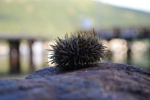 A typical norwegian sea urchin.