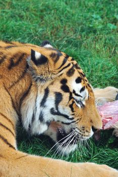 Amur tiger eating raw meat