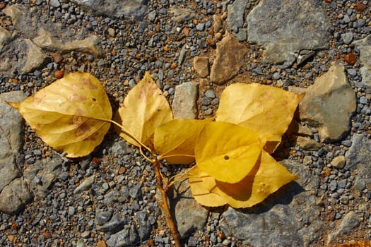 Poplar twig with yellow leaves lying on the small pebble. Fall season