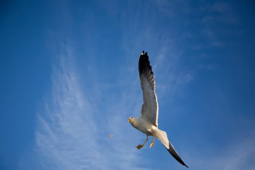 Sea Gull