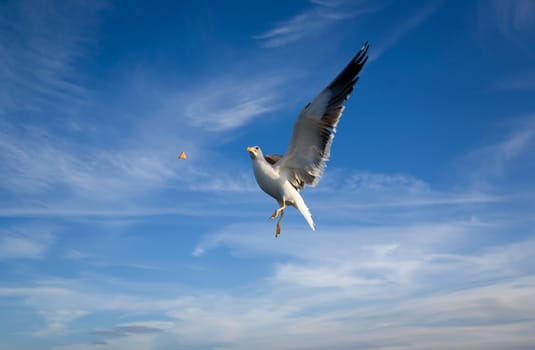 Sea Gull