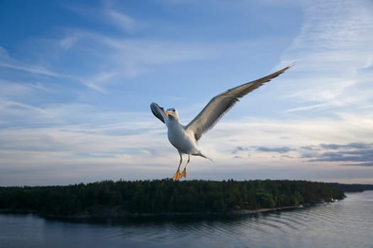 Sea Gull