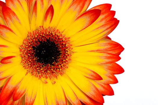 a yellow and orange gerbera shot on white background,cropped shot