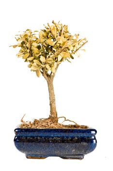 A shriveled bonsai tree in pot isolated on white