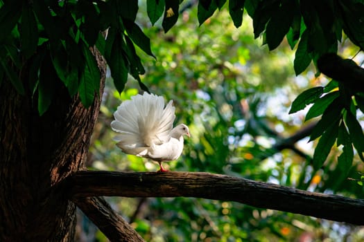 One white decorative pigeon on the tree