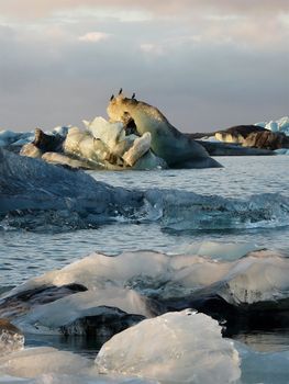 Three cormorants warming up in the sun while the icebergs in Jokulsarlon lake in Iceland are melting.